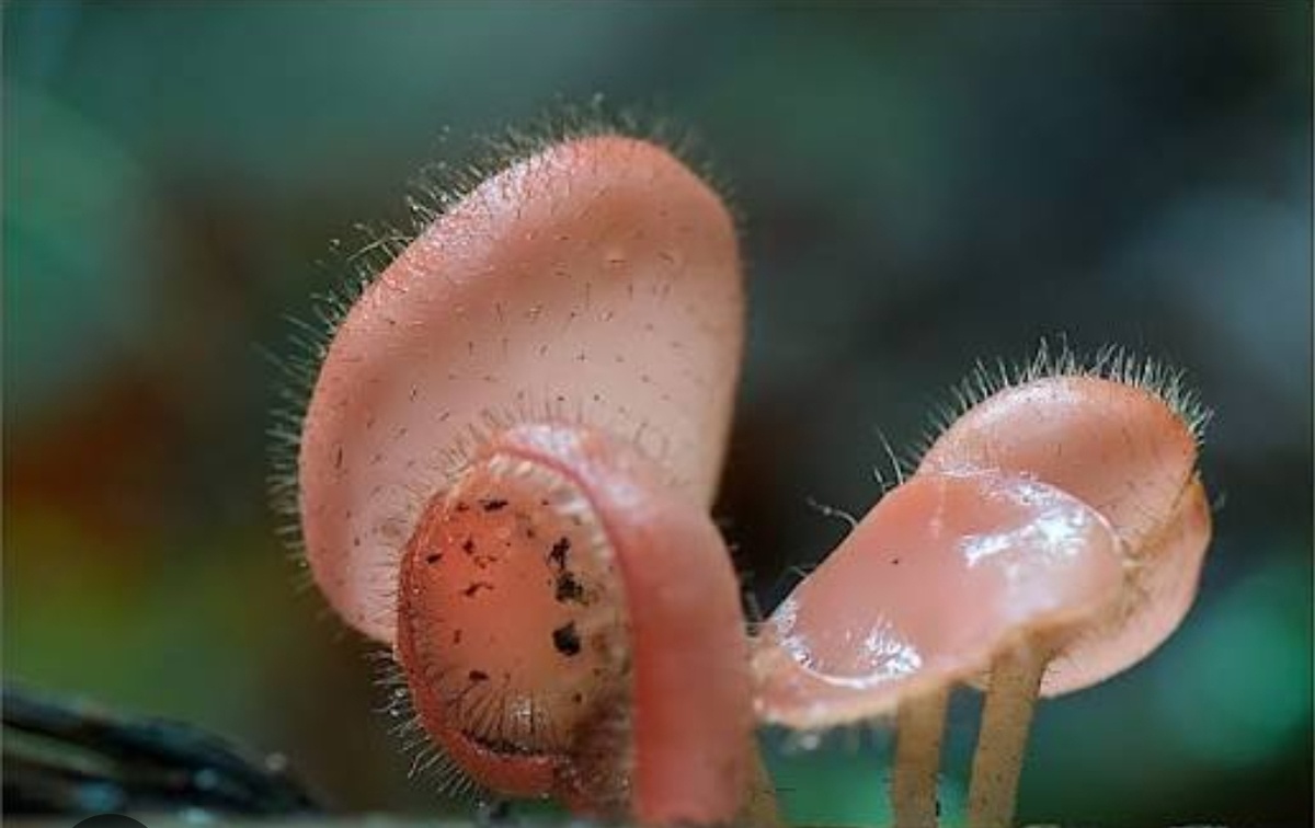 Хищный гриб диоктилярия