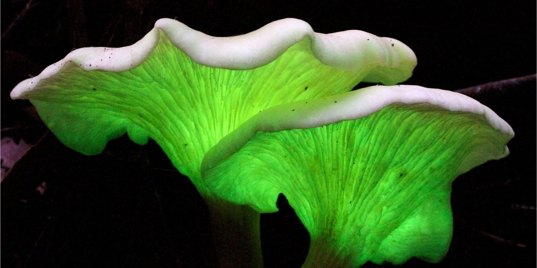 Интересное о грибах 🍄