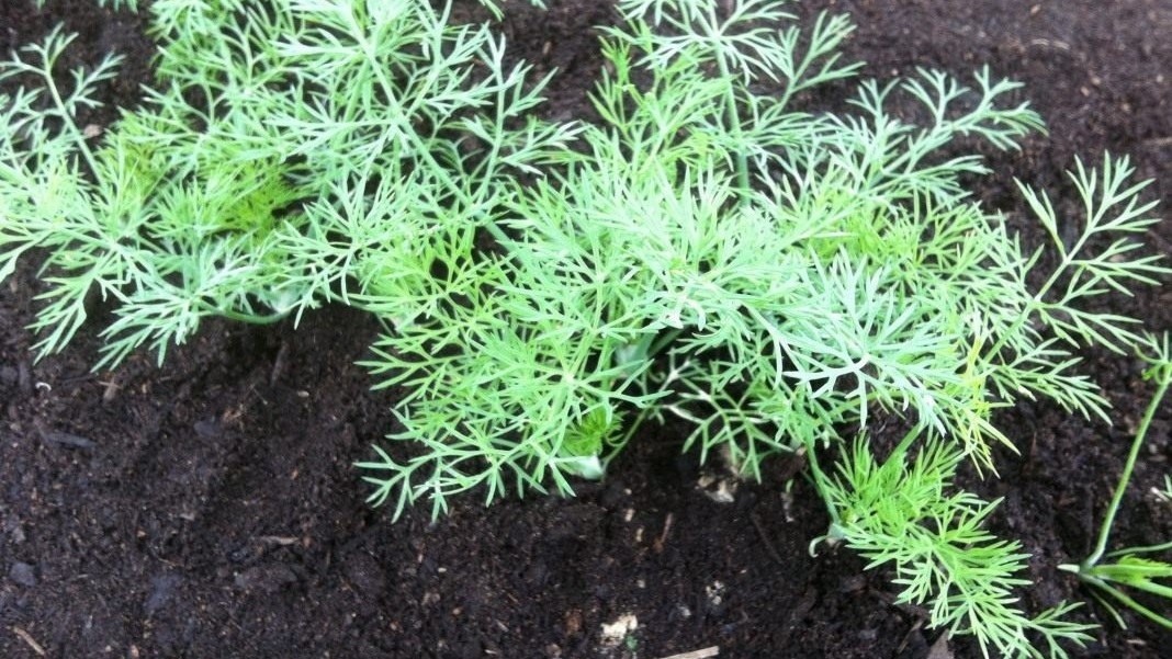 Уход за апрельскими всходами укропа