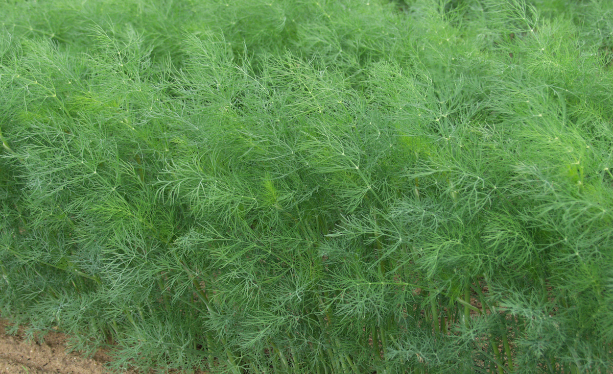 Первый урожай укропа