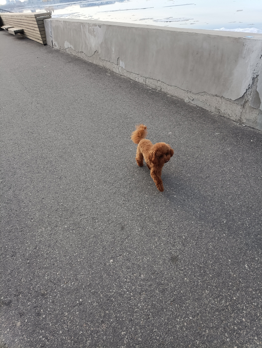 Милая собачка на набережной