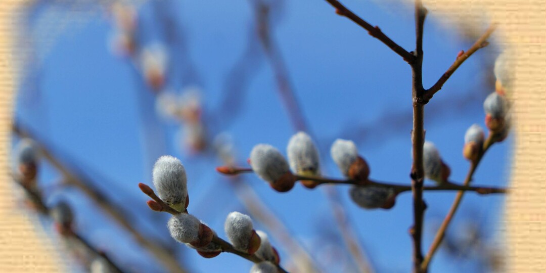 Вербное воскресенье. Что нужно делать в этот день?