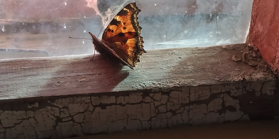 Выращиваю ранний сахарный горошек. Репортаж из сада