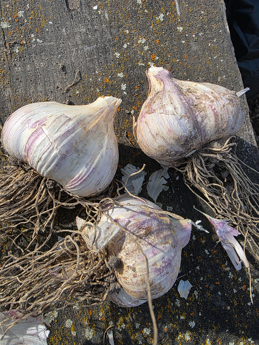 Чеснок сорт "антошка"