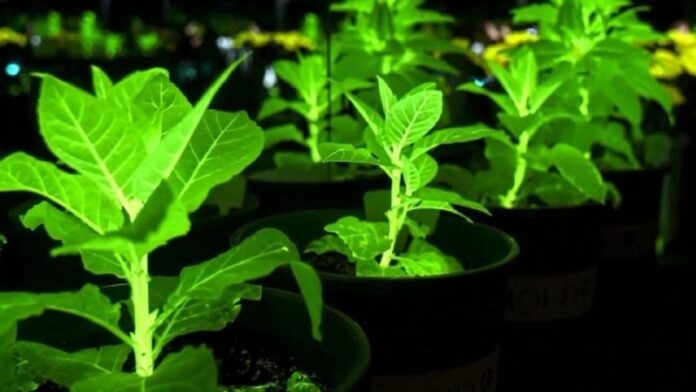    Будущее освещения: биолюминесцентные мутанты заливают улицы мягким, естественным светом, знаменуя конец эпохи уличных фонарей.