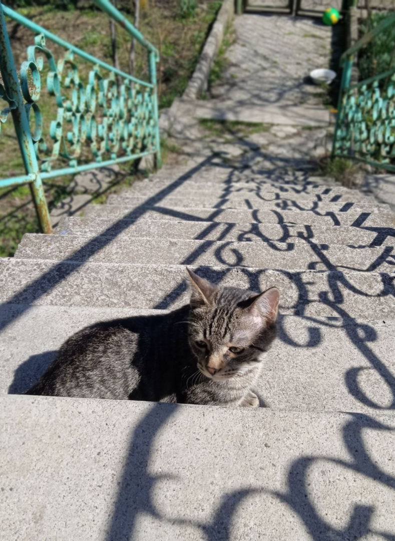 Им дворцов заманчивые своды не заменят никогда свободы.