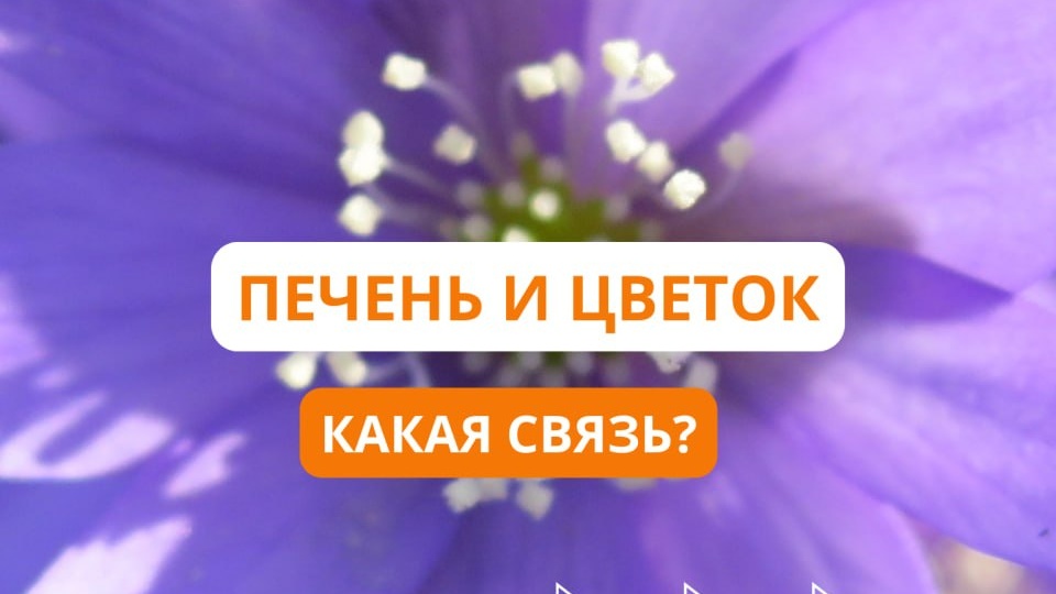 Какая связь между печенью и прекрасным цветком