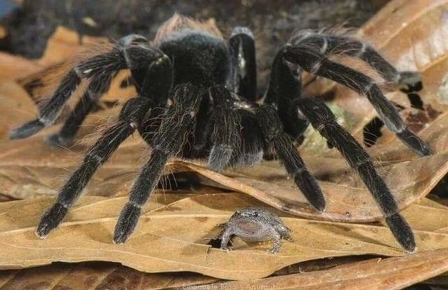 Тарантулы разводят лягушек для защиты. Правда или чушь?