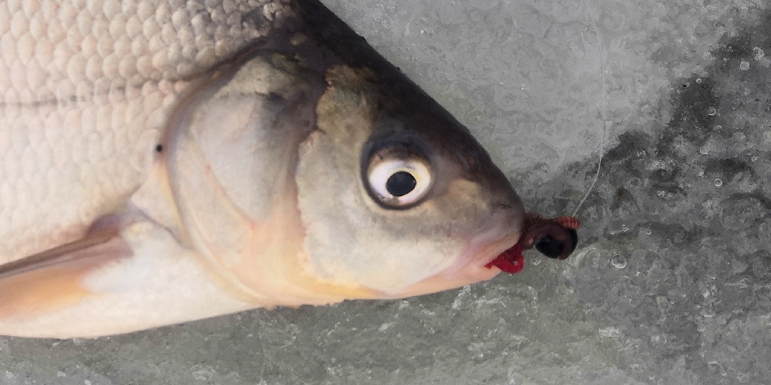 Ловля со льда на мормышку в завершении зимнего периода. Про безмотылки…