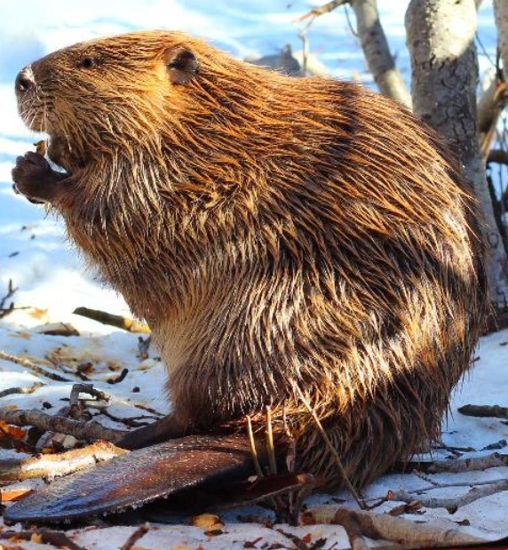 Фото из интернета