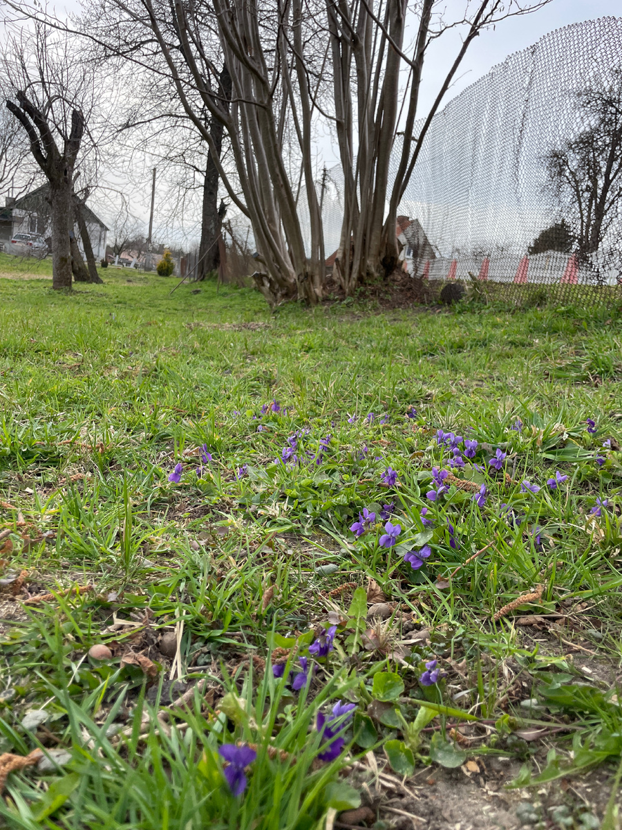 Даже цветы появились. А раньше их не видно было