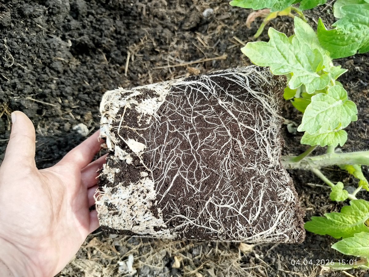 Мне кажется корневая вполне достойная, снизу белое это салфетка на дно уложенная 