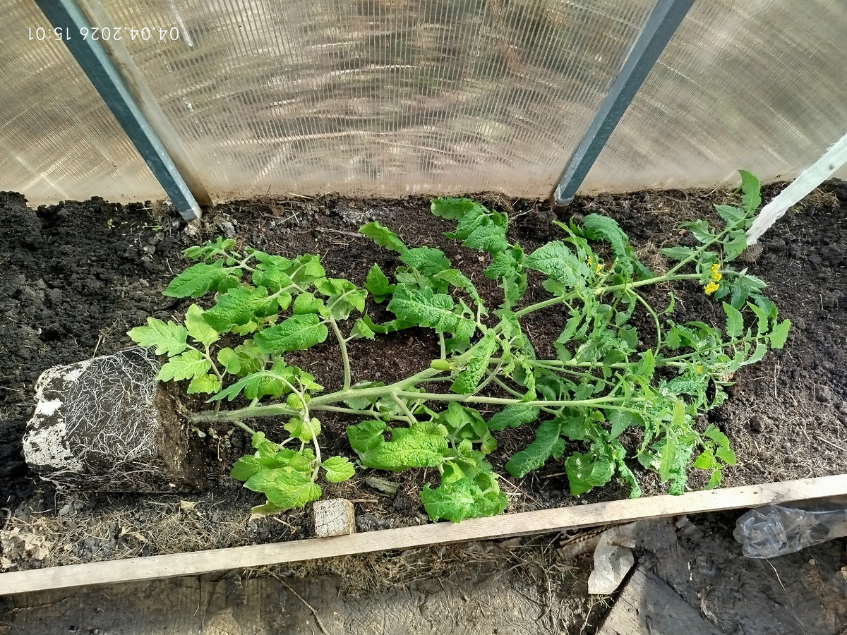 Томат Санькина любовь, извлеченный из пятилитрового горшка