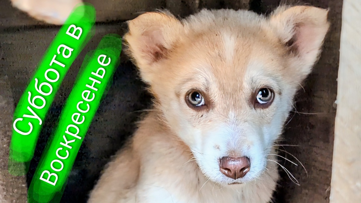 Маленький Лорд