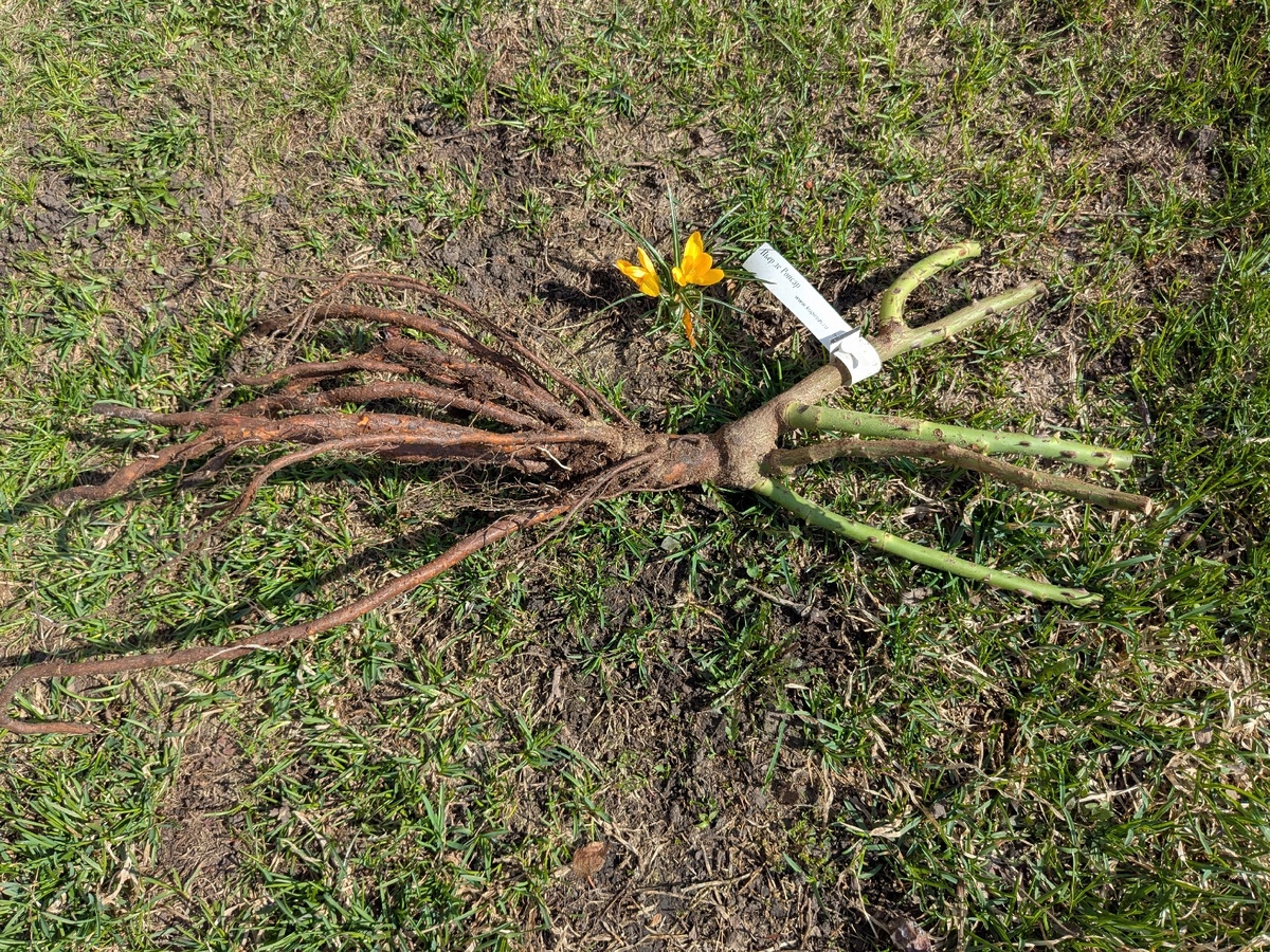 Качественный саженец