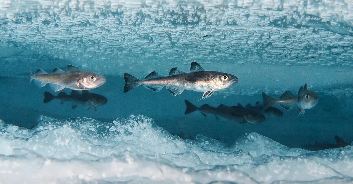 Фото из интернета 