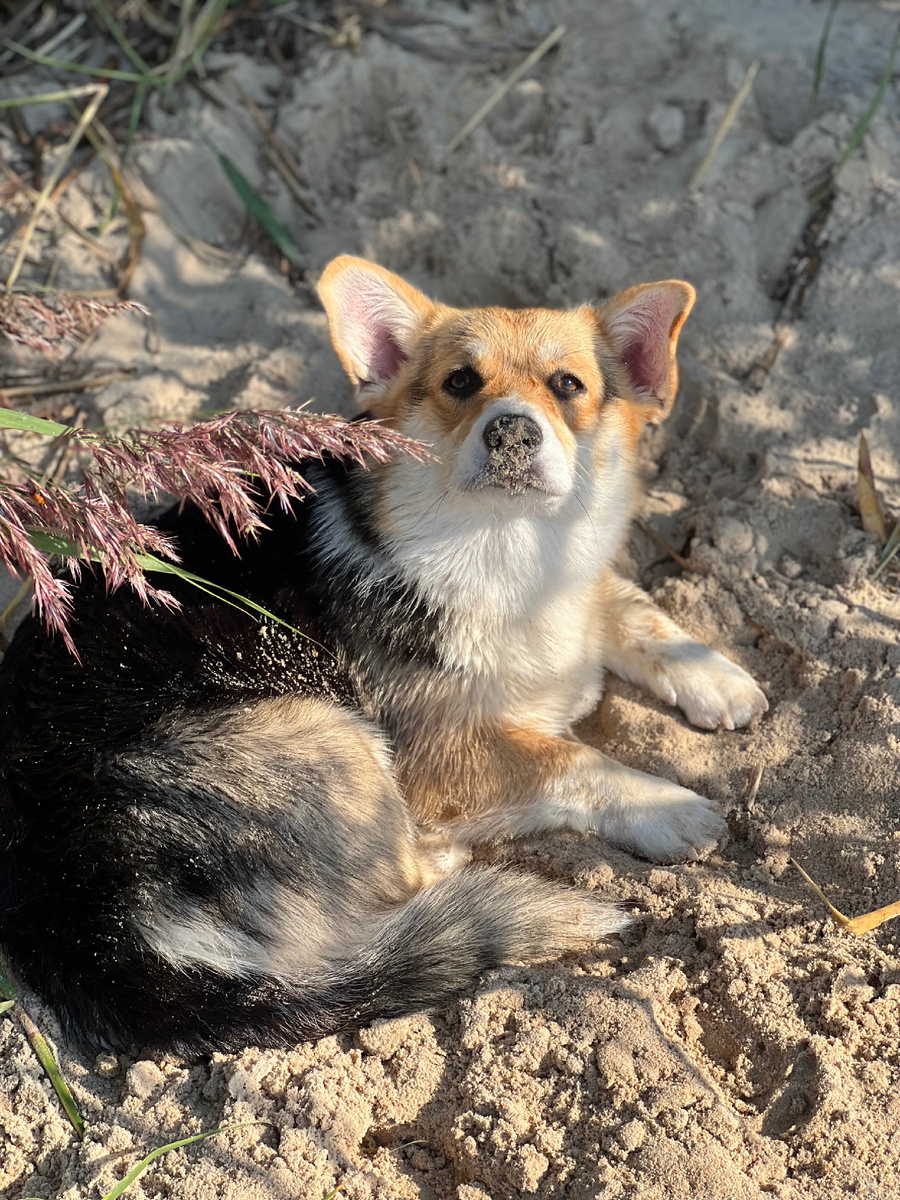 Корги, с такой в парк точно не пустят