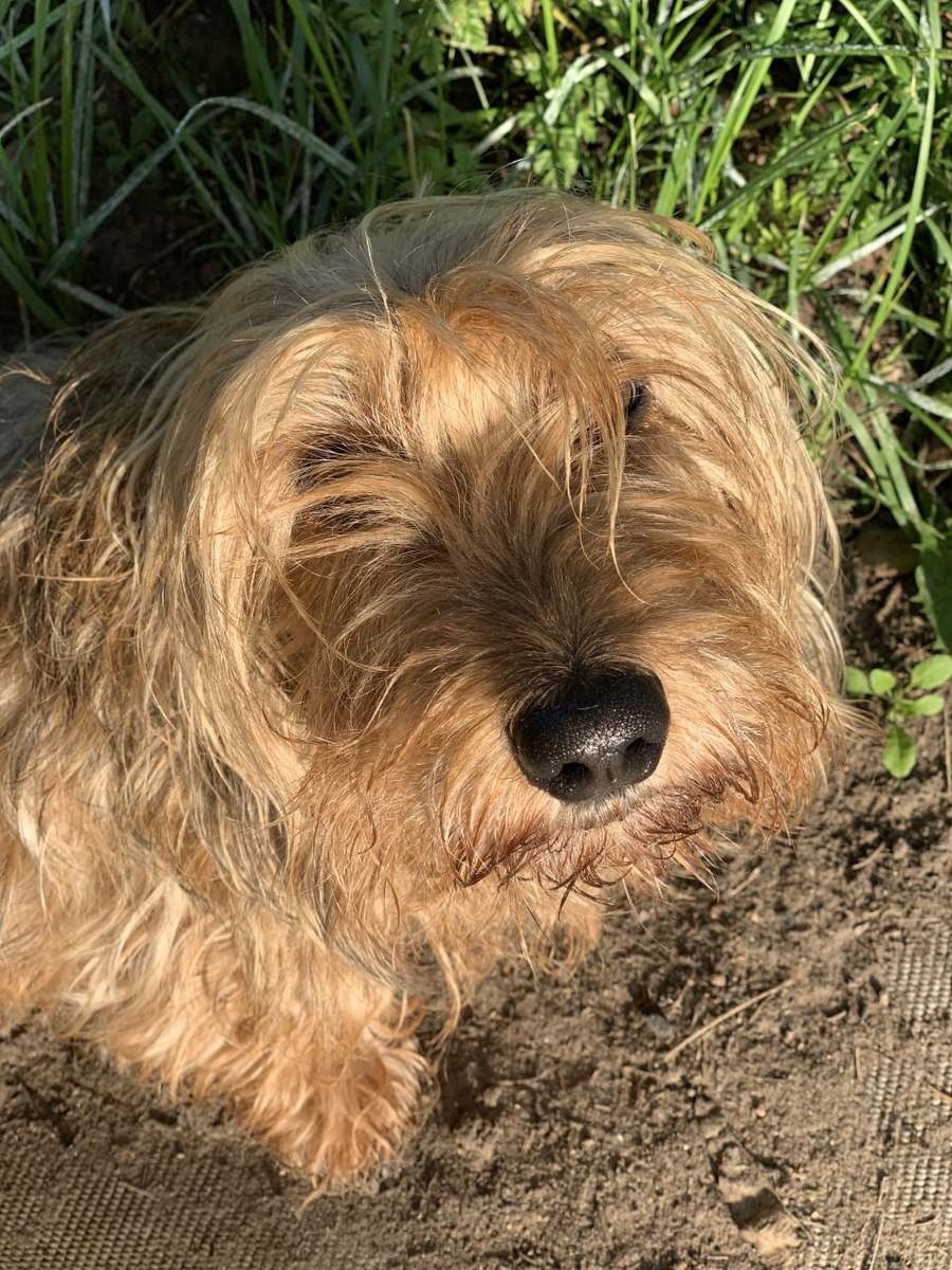 Мини-таксочка, кроличья, жесткошерстная