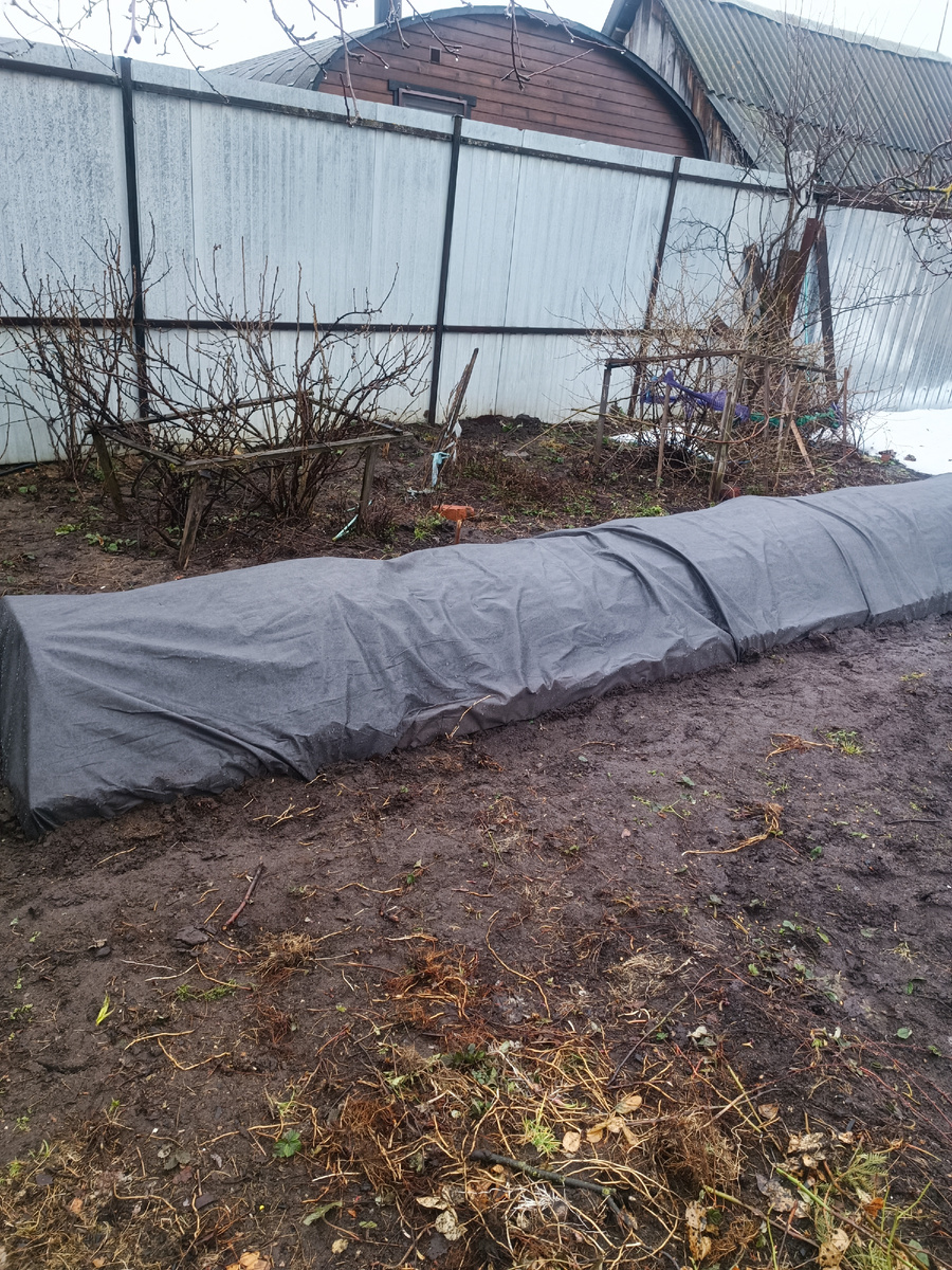 4 апреля - а мы высадили уже томаты в грунт