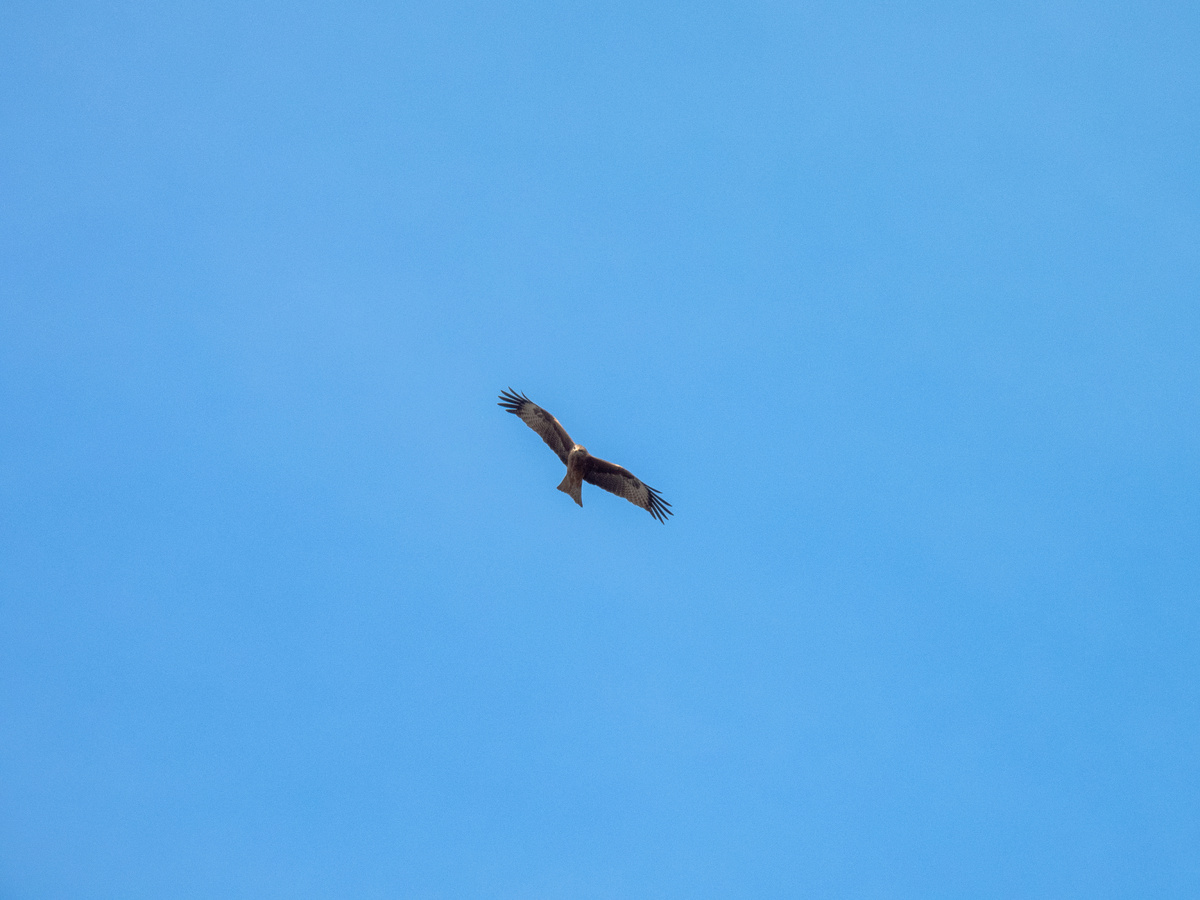 Черный коршун