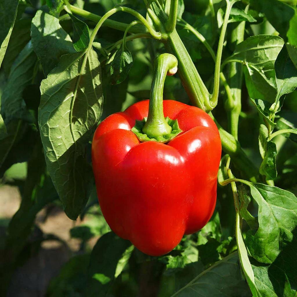 Сладкий перец