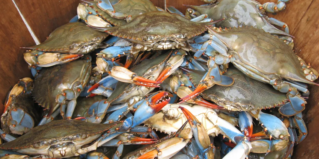 Синие крабы: Берег каннибалов. 97% их смертей из-за нападений друг на друга в целях пропитания