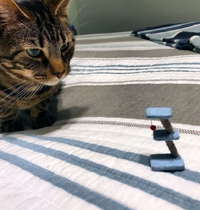 
Игрушка для кота оказалась слишком миниатюрной.