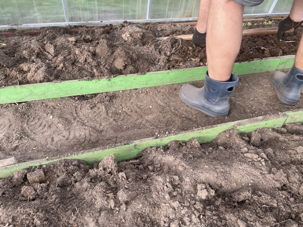Земля в теплице быстро прогреется при перекопке. Фото автора