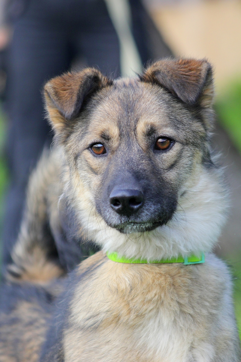 Я хоть и вырос, а все равно я веселый маленький щенулька