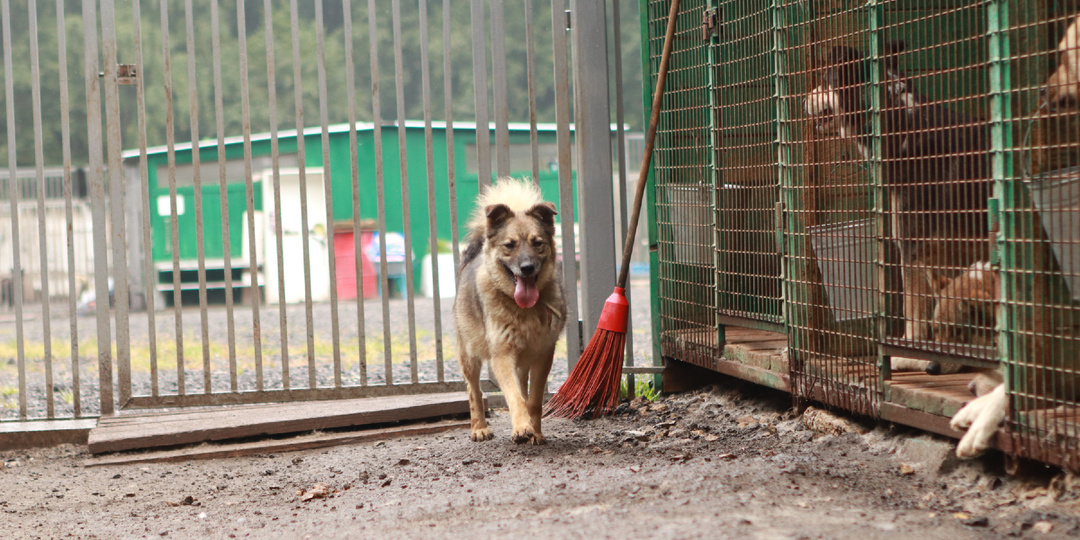 Возможно, серость будней заставляет людей избегать собак с таким цветом шерсти