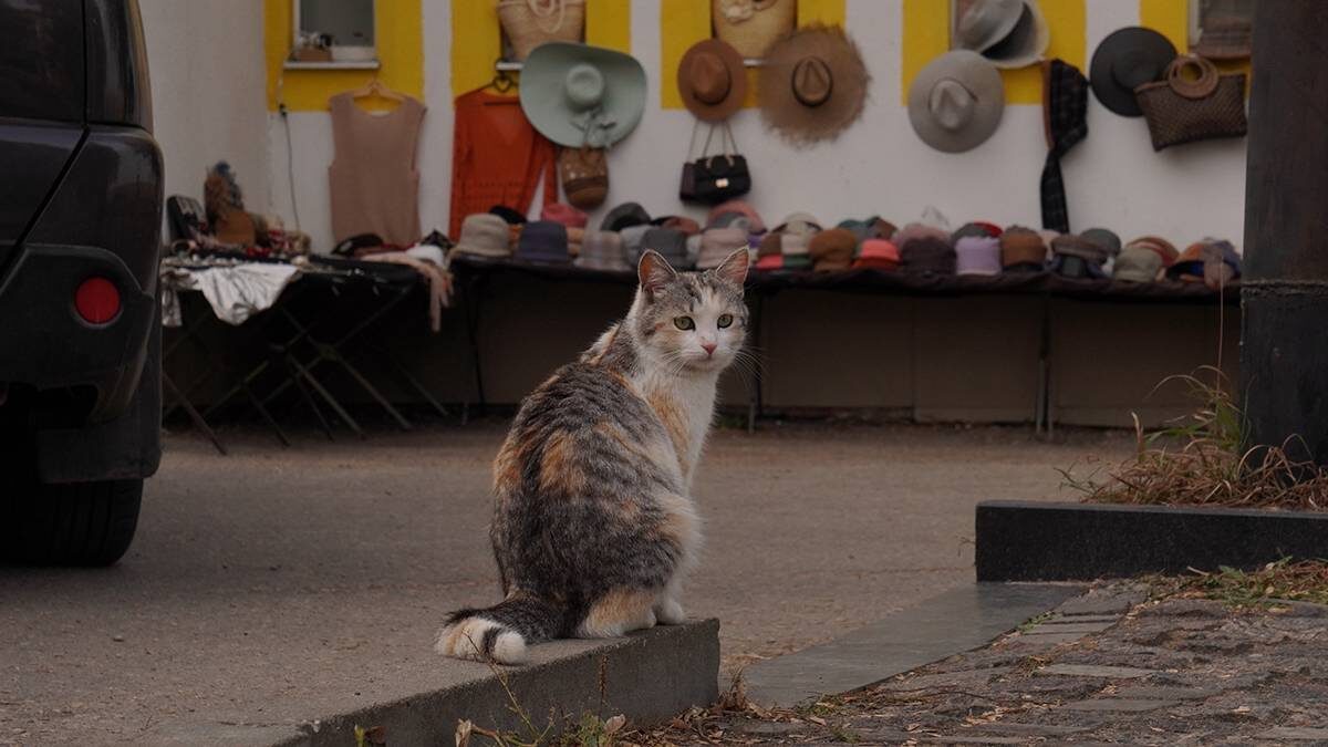    Фото: Анатолий Цымбалюк / Вечерняя Москва