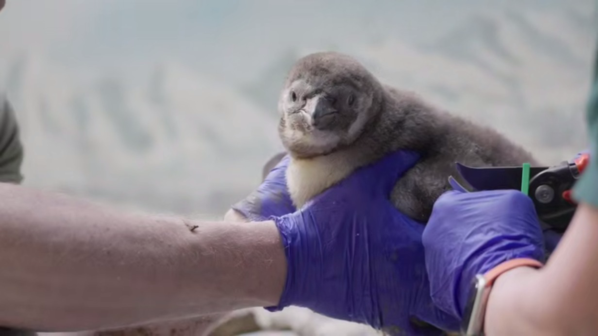    Фото: скриншот / Московский зоопарк / Telegram