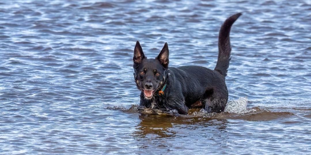 Когда пришла вода: операция по спасению животных в селе Новокули