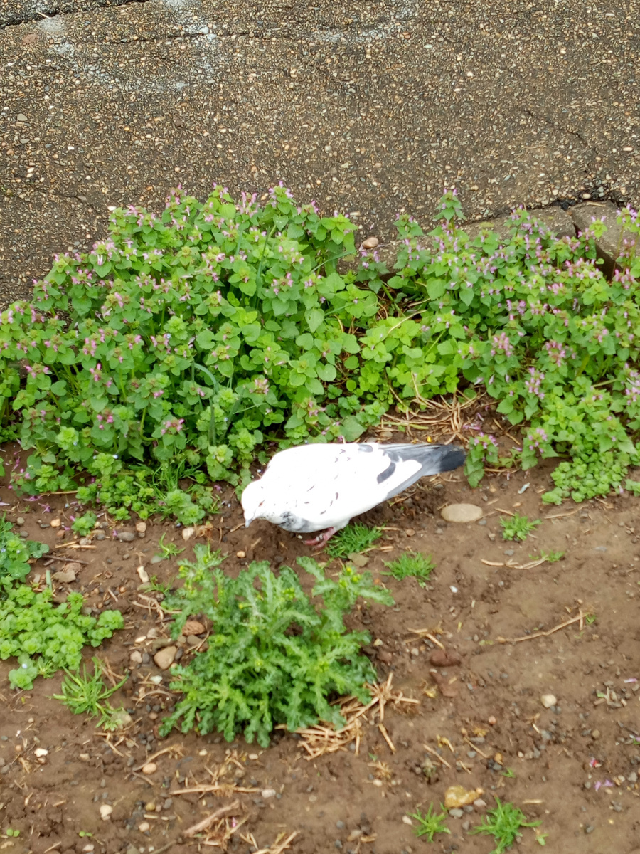 Удалось увидеть птичку, местный обитатель, названий птиц не знаю...