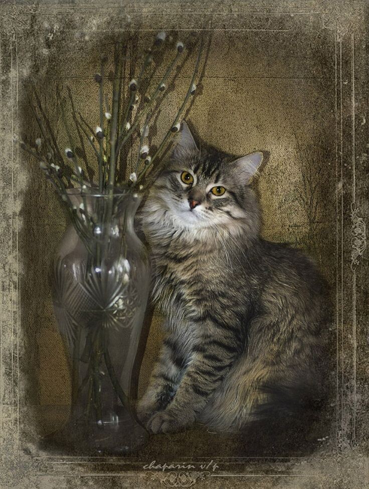 "Вербное воскресенье, или Мартовский кот". Фотограф CHAPARIN.VALERI