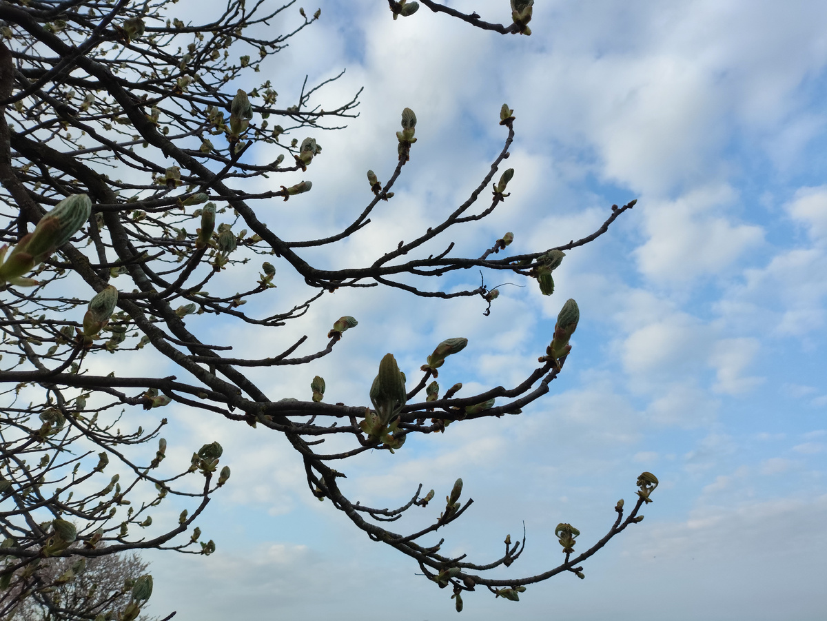 Каштаны свечки выпустили, скоро красота будет.