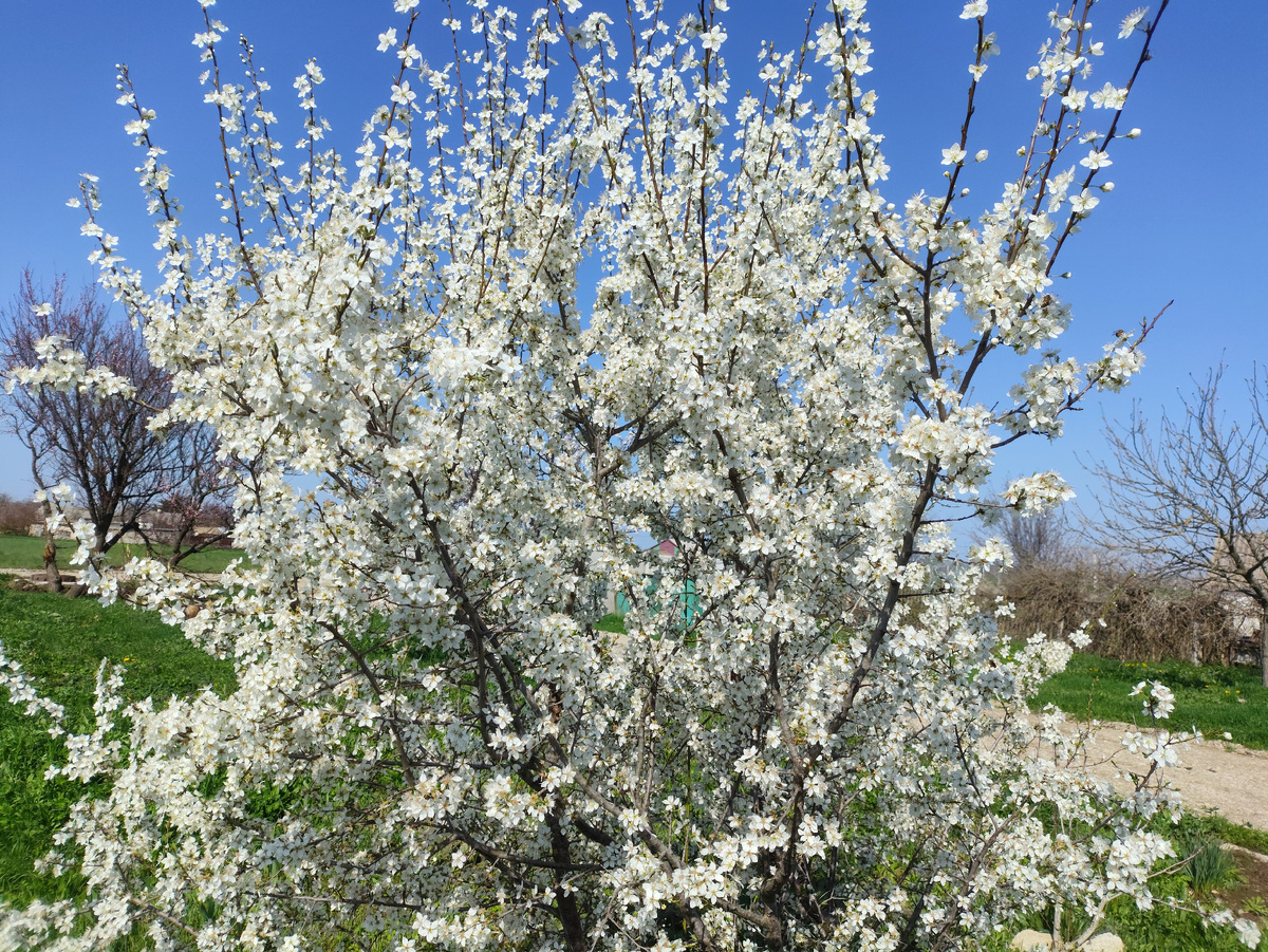 Абрикос у ворот