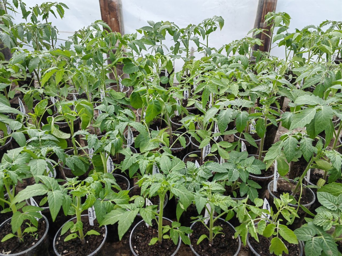 В теплице рассада преображается за несколько дней. 