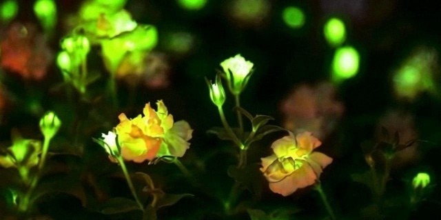 Китайские светящиеся цветы