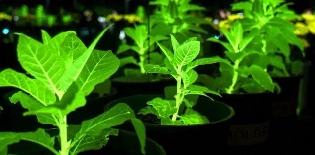 Китайские светящиеся цветы