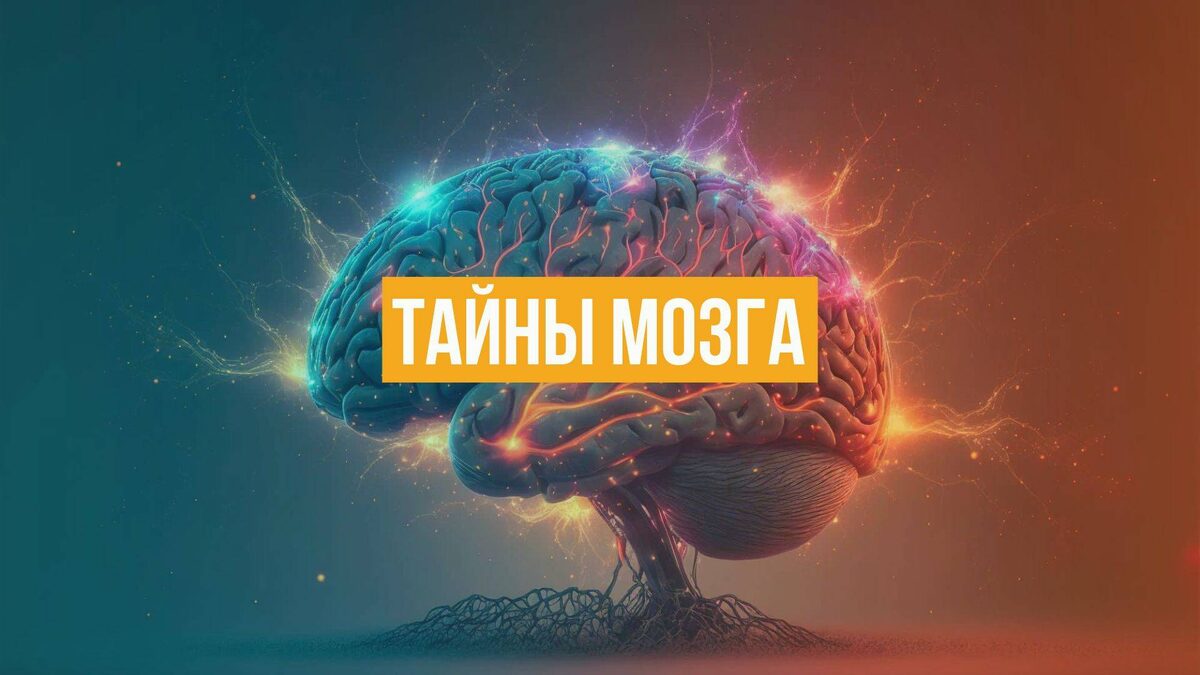 Человеческий мозг — один из самых сложных и малоизученных объектов во Вселенной. Он весит всего около 1,4 кг, но содержит порядка 86 миллиардов нейронов и в сотни раз больше связей между ними. Разберёмся, как работает этот удивительный орган и какие секреты он ещё хранит.
