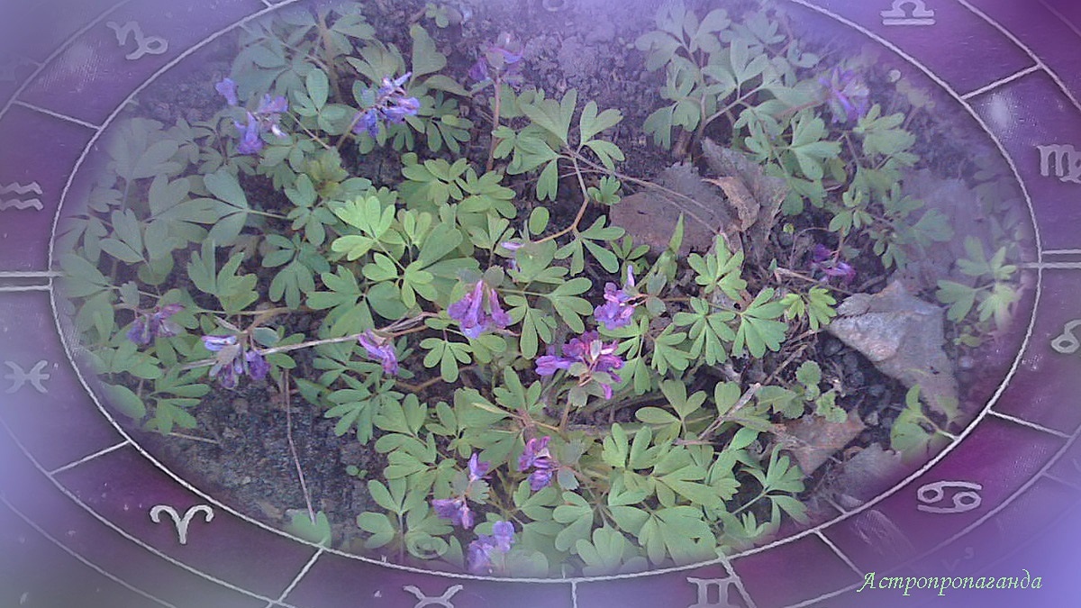 Гороскоп на неделю с 6 по 12 апреля 2026: Марс переходит в знак Овна | Недельный гороскоп