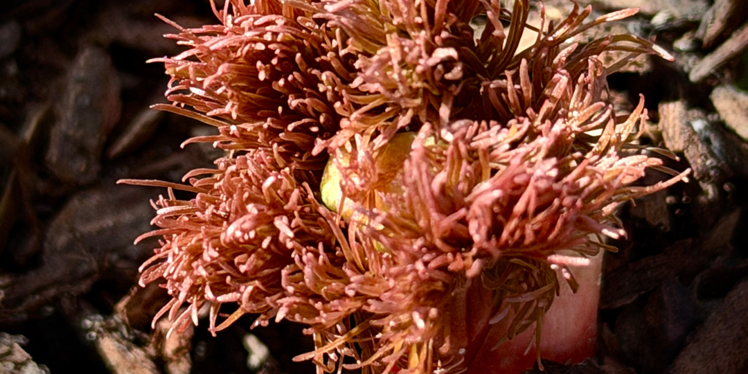 Ни дня без прививки! Чудо-яблоня. Будет. 1. Вместо введения.