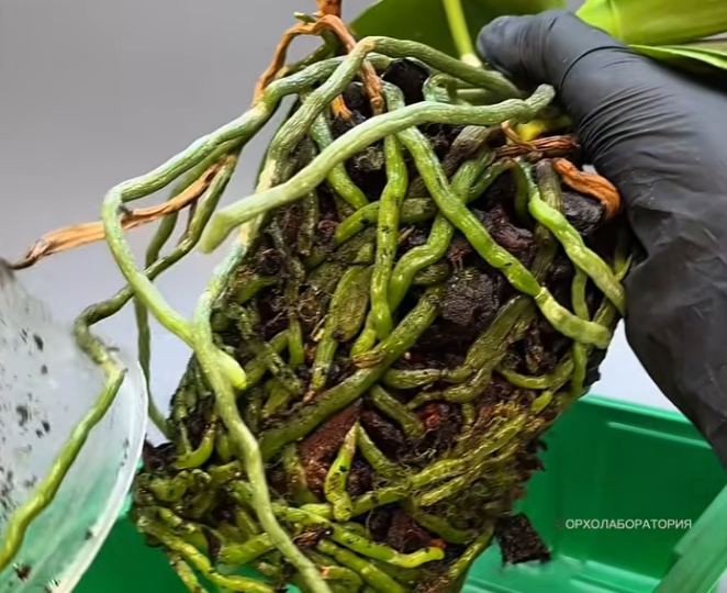 НЕ ПЕРЕСАЖИВАЙ орхидею, пока не посмотришь это! Почему ГНИЮТ КОРНИ после пересадки?