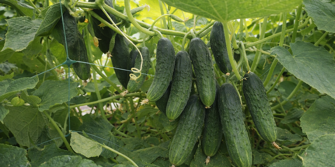 Огурцы будете раздавать. Рецепт подкормки, который 30 лет назад передал мне дед