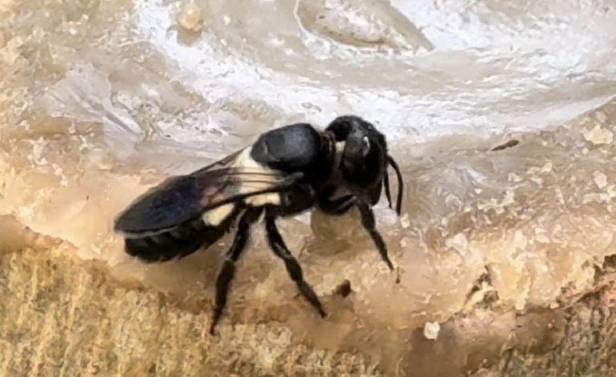 Пчела-смолевщица (Disjuncta Resin Bee, Megachile disjuncta)