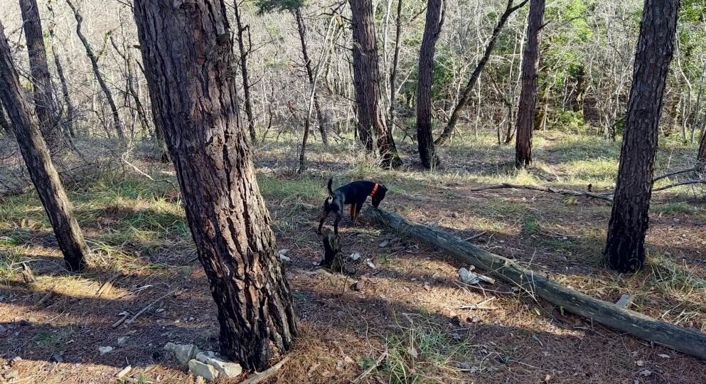 Как гладить собаку, чтобы ей было приятно: полезные советы и важные моменты