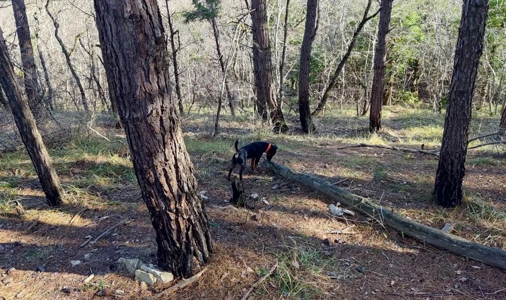 Как гладить собаку, чтобы ей было приятно: полезные советы и важные моменты