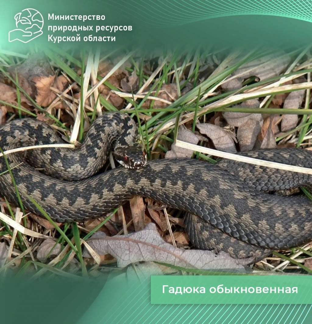    Фото: Минприроды Курской области