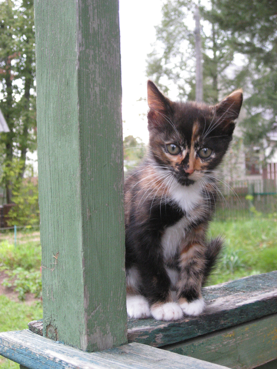 Август 2013 года. Фото автора